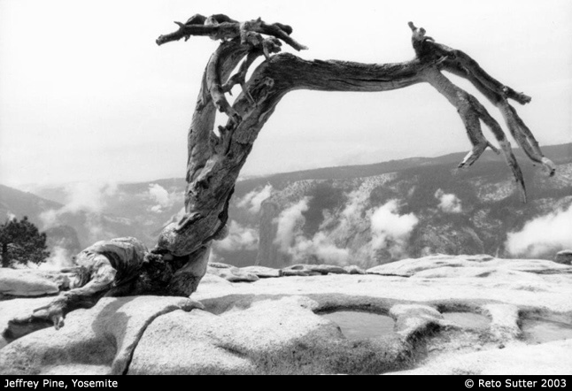 Jeffrey Pine, Yosemite National Park, California. August 2003, Copyright by Reto Sutter, www.rsutter.ch